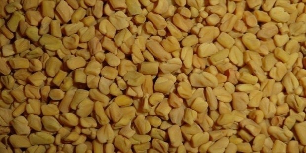 fenugreek seeds 1103724