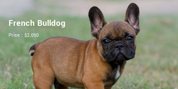 French Bulldog