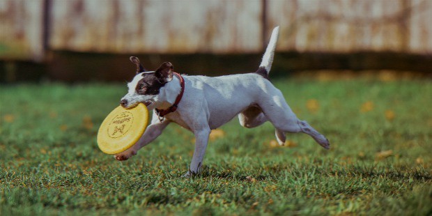 frisbee with dog