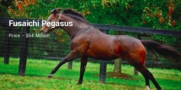 fusaichi pegasus