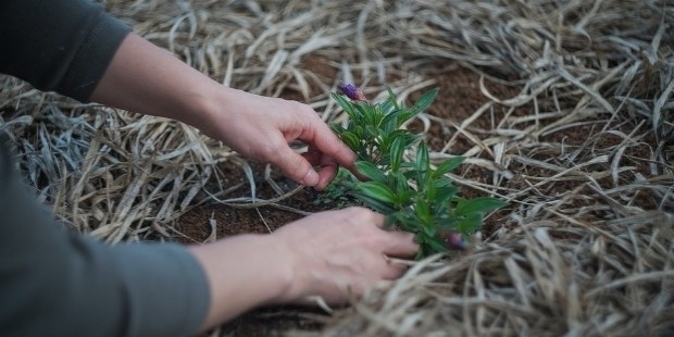 gardening