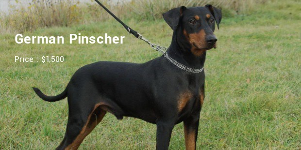 German Pinscher