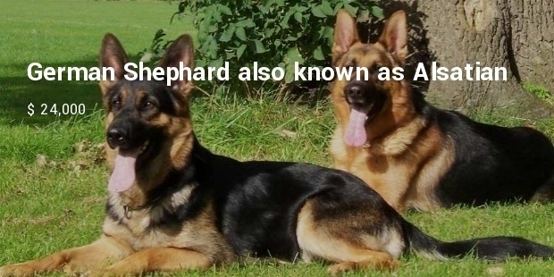 german shepherd dog