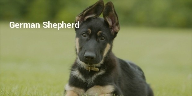 german shepherd