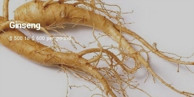 ginseng