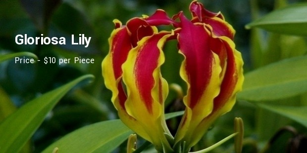 gloriosa lily