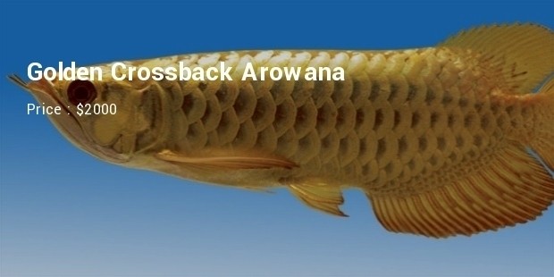 golden crossback arowana