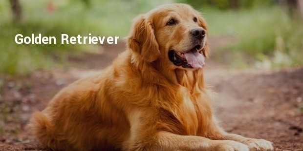 golden retriever