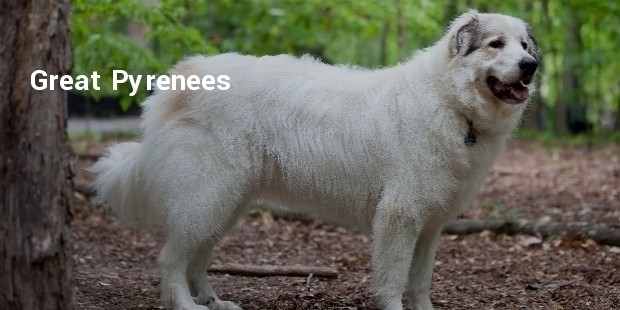 great pyrenees