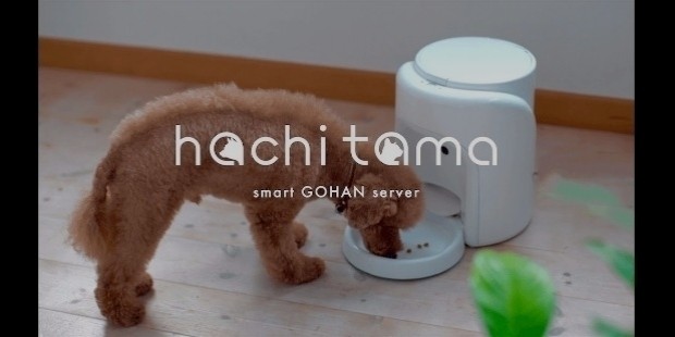 hachitama