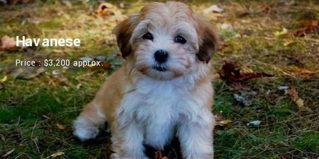 havanese