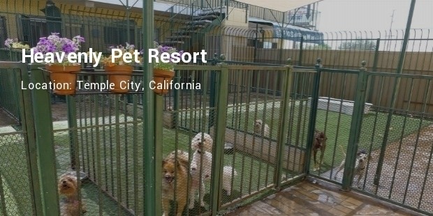 heavenly pet resort