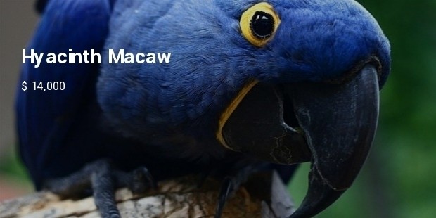 hyacinth macaw