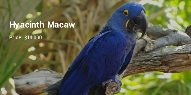 hyacinth macaw