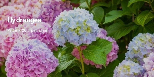 hydrangea