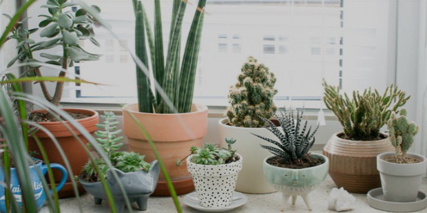 indoor plants winter care