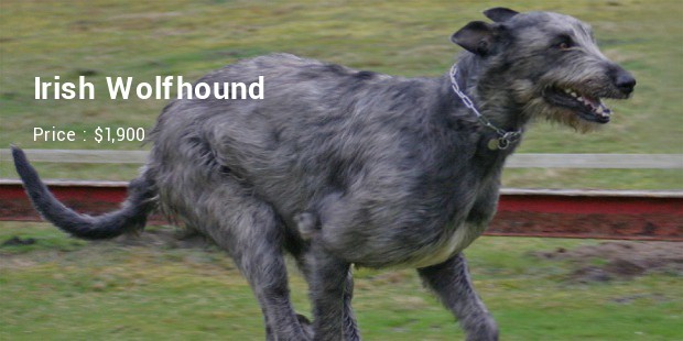 Irish Wolfhound