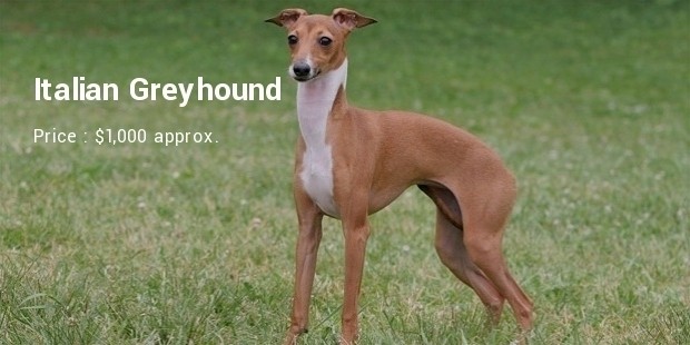 italian greyhound