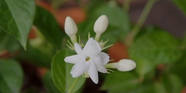 jasmine and aroma therapy