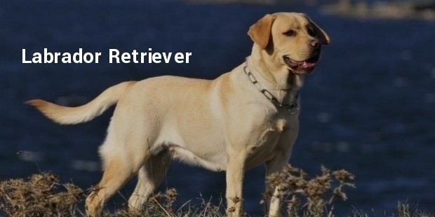 labrador retriever