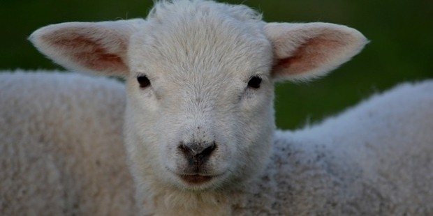 lamb 292512