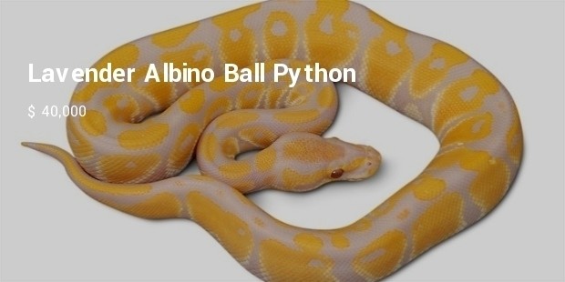 lavender albino ball python