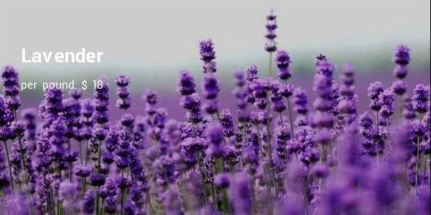 lavender