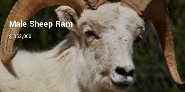 male sheep ram