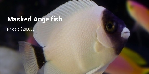 masked angelfish