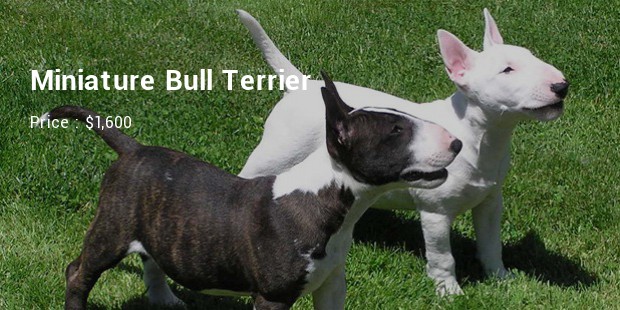 Miniature Bull Terrier