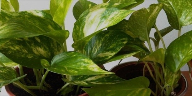 Golden Pothos