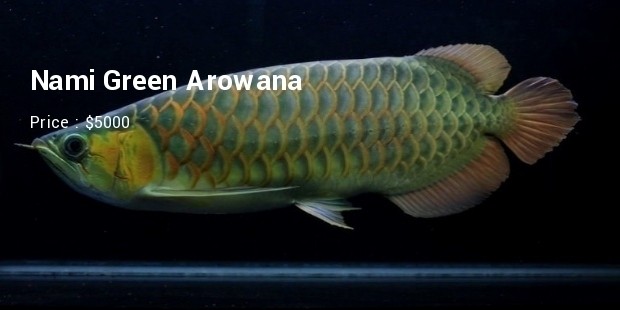 nami green arowna