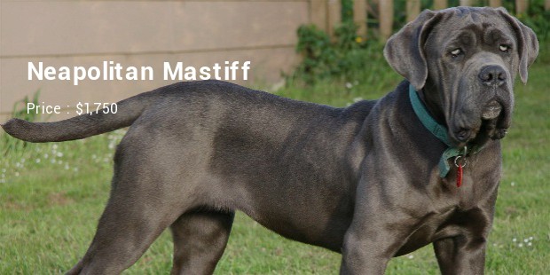 Neapolitan Mastiff