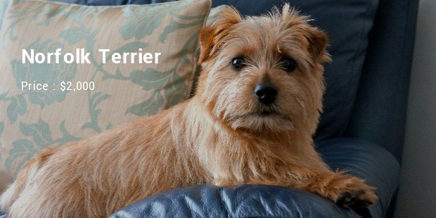 Norfolk Terrier