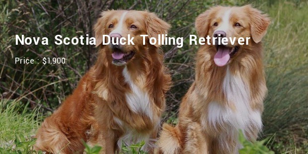 Nova Scotia Duck Tolling Retriever