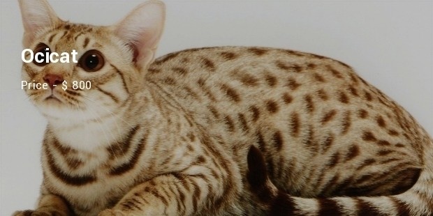 ocicat main image