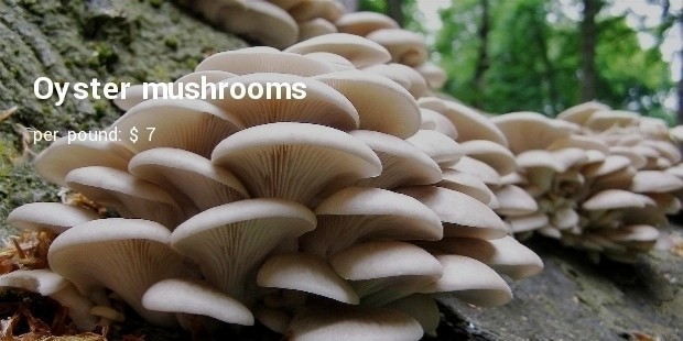 oyster mushrooms