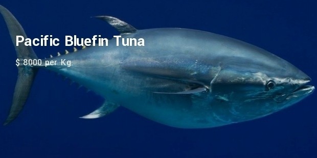 pacific bluefin tuna