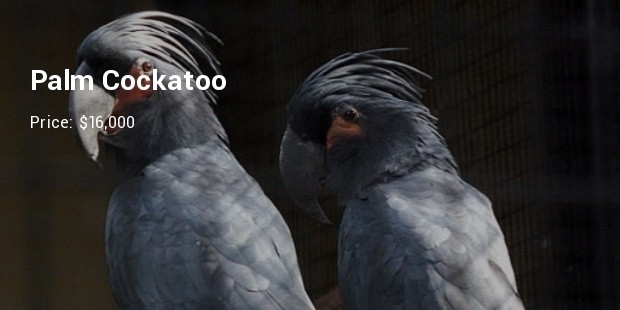 palm cockatoo