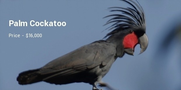 palm cockatoo