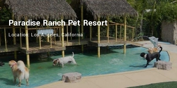 paradise ranch pet resort