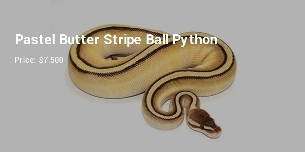 pastel butter stripe ball python