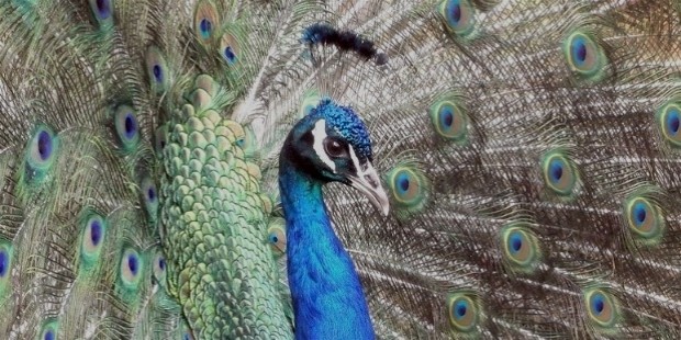 peacock 487169