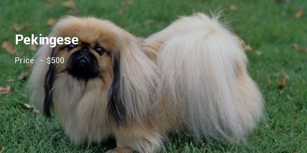 Pekingese