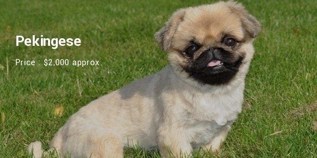 pekingese