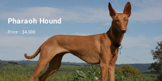 Pharaoh Hound