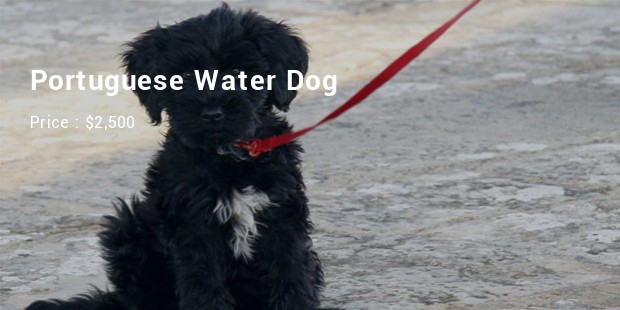 Portuguese Water Dog