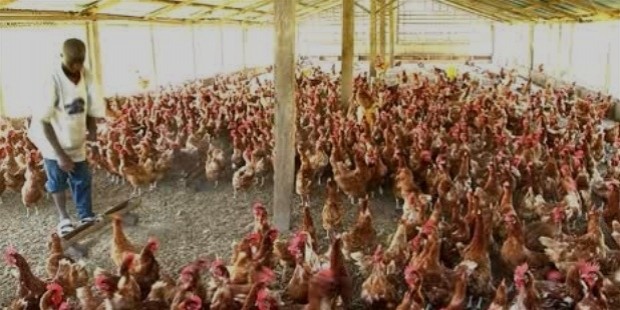 poultry faming in nigeria