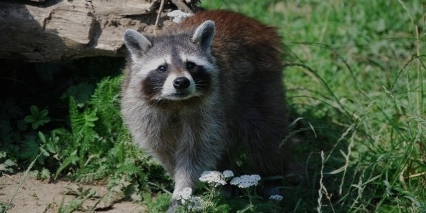 raccoon