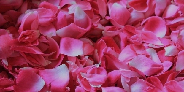 rose petals